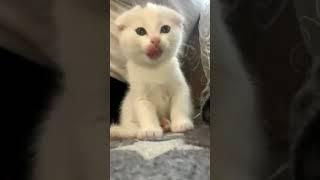 котик р_е_к_о_м_е_н_д_а_ц_и_и_