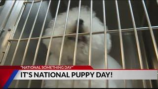 Monday marks National Puppy Day