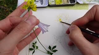 Wildflowers in Watercolor and Ink - A field trip and a new sketching class