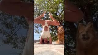 Morning Yoga Stretching Forearm Stand #shorts