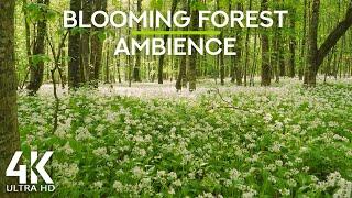 8 HOURS Birds Singing in Russian Summer Forest - 4K Nature Soundscapes for Relaxation and Sleep