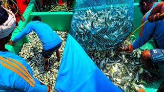 OMG! Tons of Mackerel and Prawns Caught in a Single Catch | Traditional Fishing