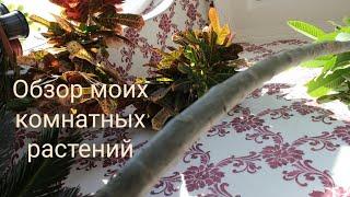 Обзор моих комнатных растений. Осень-Зима 2019. //Валентина Земскова