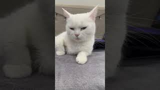 Какой взгляд  #cute #youtubeshorts #like #live #love #catshorts #cat #кошка