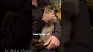 Siamese cat… cuteness 10000% ‍⬛ #siam #cute #millie #petting