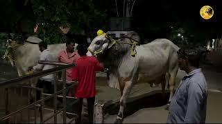 GSR_Bulls Seniors (BHEEMUDU~CHATRAPATHI) KOTHAPALLE Competition