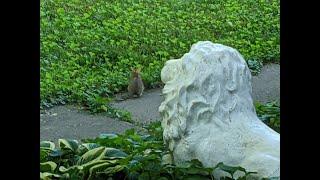 Baby Rabbit Breakfasting with White Lions