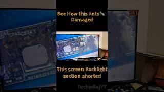 Acer LaptopScreen No BackLight  Issue By Ants Can We Fix it