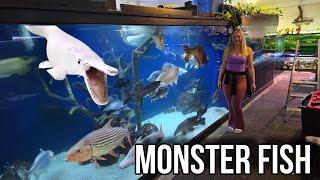 Monster Fish With Big Teeth Moved into Larger Home