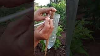 The best technique to put water drops on tomatoes#rurallifeview #ruralview #ruralscene #farming
