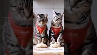 ai cat dance,cat dance,cat dancer,dance,cat bullied at dance school,ai cat dancing,