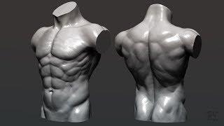 Torso Speed sculpting