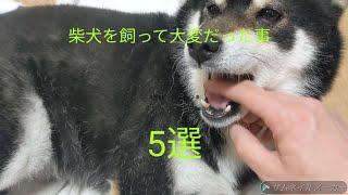 犬を飼った事なかった人が黒柴の柴犬を飼って感じた大変な事　5選【黒柴【柴犬】【豆柴】