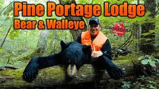 Trophy Bear Hunt & Walleye Fishing - Pine Portage Lodge
