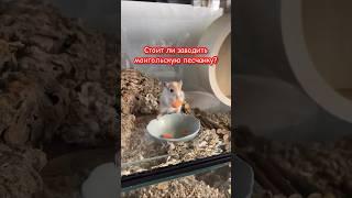Видео с песчанкамиСтоит ли ее заводить? #монгольскаяпесчанка #стоитли #покупать #песчанка #яхрумка