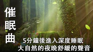 自然夜晚舒緩的聲音睡在森林之夜 - 輕音樂 睡覺 (快速入睡)