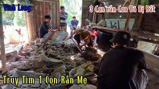 120p Đập Banh Cái Chuồng Bò Để Truy Tìm 1 Bầy Rắn Con Và 1 Con Rắn Mẹ | Mười Thương Săn Bắt