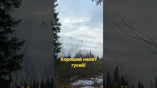 Хороший налёт гусей, ждём открытия охоты!