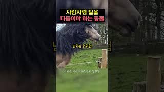 사람처럼 털을 다듬어야 하는 동물