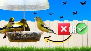 Should Bird Feeders Be Taken Down During Migration?