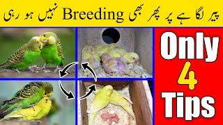 Agar Budgies Parrot Breed nahi karte to kya karna hai | budgies breeding tips in Urdu-Hindi