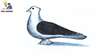 Pigeon Drawing Tutorial | How to draw Pigeon easy | How to draw a bird | Drawing birds | Draw Pigeon