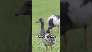 Magpie Goose - A Closer Look #animals #wildlife #birds  #nature #amazingfacts #MagpieGoose