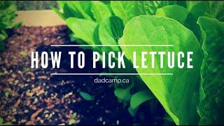 How To Pick Lettuce