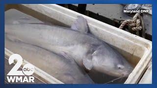 Invasive blue catfish are threatening native species of the Chesapeake Bay