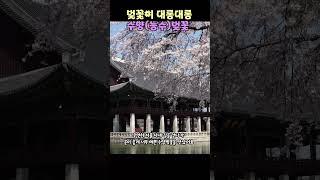 서울 시내를 걷다 우연히 만난 수양벚꽃(능수벚꽃)