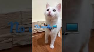 just meow #subscribe #cats #cute