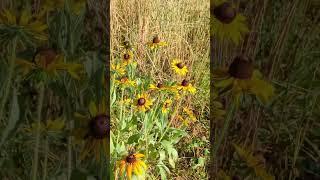 A paradise for nature #permaculture