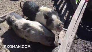 Putting peanut butter on pig nipples! Pigs automatic drinkers or the farm swine and pet potbellies