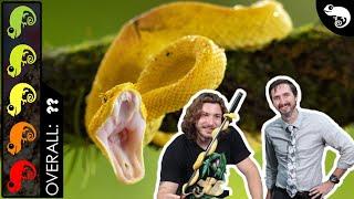 Eyelash Pit Viper, The Best Pet Snake?