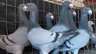 Top 10 gorgeous german beauty homer pigeons | beautiful beauty homer pigeon in the world