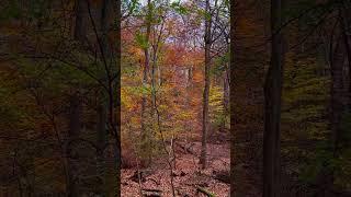 Serene forest bathing #relaxing #nature #sleep #calm Autumn nature therapy