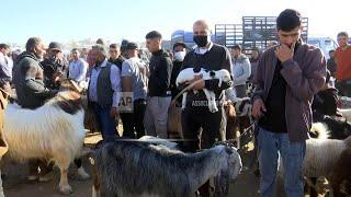 West Bank Palestinians face rising costs of Eid al-Adha sacrifices