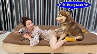 Aww!!When TOTO need to play very very much but Kwan need TOTO help massage,finally what's happen?