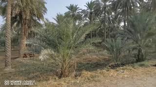 Dates Garden | Sukkur | Sindh | Pakistan