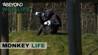 S7E18 | Paddy's Milkshakes Bring All The Chimps To The Yard! | Monkey Life | Beyond Wildlife