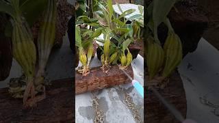 Amazing tutorial grafting your own orchid plant in the wooden log with simple techniques #orchid