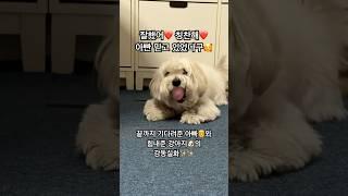 아빠가 늘 기다려줄게 #강아지 #반려견 #애견영상 #귀여운강아지 #꼬똥드툴레아 #puppy #cutedog #pets #cutedog #감동 #감동실화