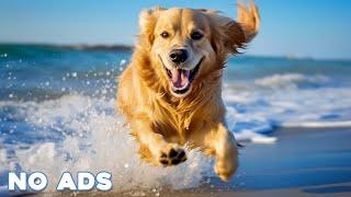 12 Hours Anti Anxiety Music for Dogs  Stress Relief Music For Dogs  Calming Music For Dogs