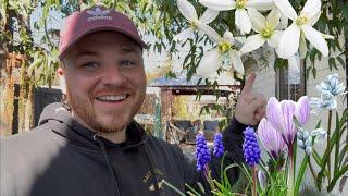 Lawn in Bloom! A Clematis You NEED & Spring Garden Maintenance || Visit Our Garden