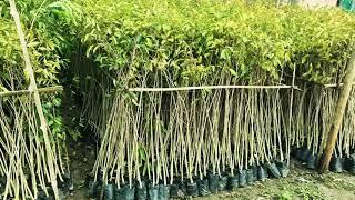 Agarwood Nursery | Aquilaria Malaccencis | Call-09678757461. #agarplants #aquilaria #oudhplants