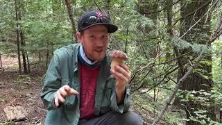 Foraging for Spring Kings (Boletus rex-veris) in the Sierra Foothills