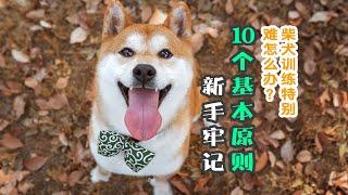 柴犬特别难训练？新手牢记10个基本原则，7天变成乖狗狗！