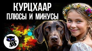  Курцхаар: 5 плюсов и 5 минусов этой породы