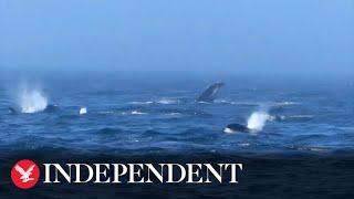 Orcas attack humpback whales off Washington coast