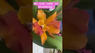 30 year old cattleya orchid is blooming! #orchidsociety #flower #orchidworld #orchid #orchidlover